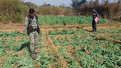 Opium cultivation was identified at 4 locations in Khunti, 3 in Hazaribagh and 2 each in Latehar and West Singhbhum districts.