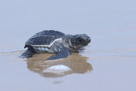 Olive Ridley turtles image used for representational purposes only