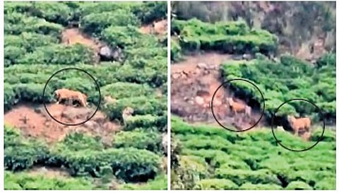 Screen grabs from a video taken by the workers of the tea estate on Friday.
