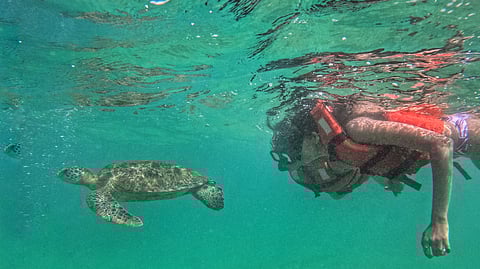 Travel influencer Shreya Choubey snorkeling with turtles in Sri Lanka