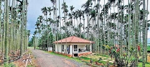 The special bench for forest-related matters had ordered the lock and seal of illegal homestays and resorts in Ooty.