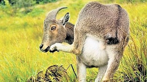 Ahead of census, a training programme will be conducted for staff on how to use ‘Varudai’ app.