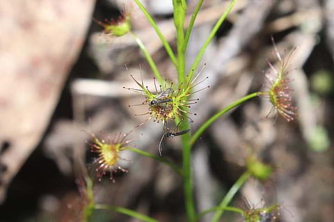 Drosera peltata (shield sundew), a carnivorous tuberous herb, plays an important ecological role by controlling insect populations and helping maintain ecosystem balance.