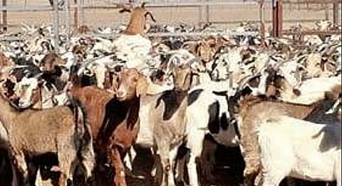 The police seized large quantities of stale and spoiled offal, including paya (trotters), heads, brains, kidneys, liver and other internal parts of sheep and goats.