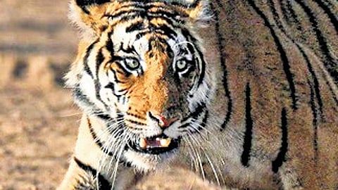 West Asia spoofing blamed for death of radio-collared tiger in MP’s Satpura