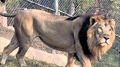 Sources said that Sudha was no stranger to motherhood, having delivered cubs twice earlier.