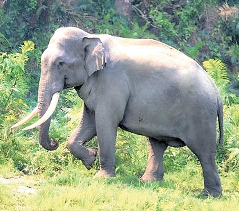 2-km wildlife fence up for suveillance ahead of Ardh Kumbh in Haridwar