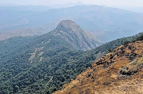 Tadiandamol trekking trail