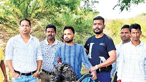 He was found in possession of a leopard skin at the time of his apprehension.