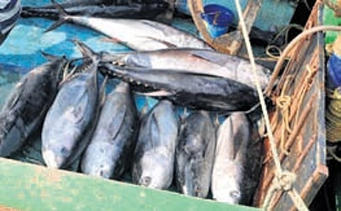 Gujarat tops the list with 137 units and a capacity of 7,646.82 metric tonnes of fish per day.
