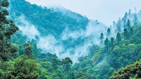 The five-year-old tiger was released in the Periyar Tiger Reserve on April 2.