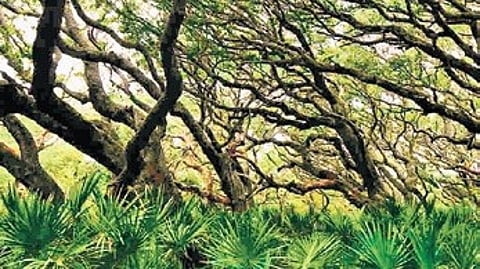 The figures come amid ongoing monitoring of forest conservation and efforts to remove encroachments in Delhi.