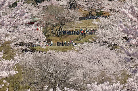 Foreign and national visitors arrive at the entrance of Arakurayama Sengen Park Wednesday.