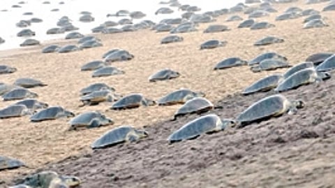 Olive Ridley turtles