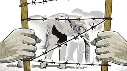 Forest department officials said the immuno-contraception programme was being discussed with the minister for only elephants and leopards, which are outside forest areas.