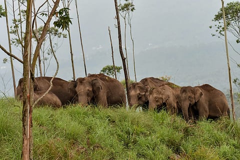 Videos of a nine-member herd crossing the road with the newborn have gone viral.