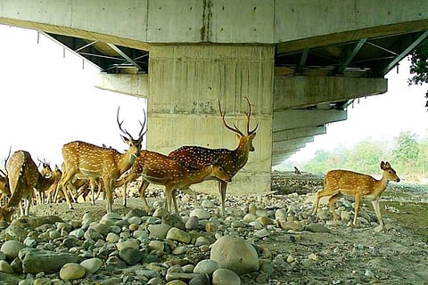 Wildlife thrives under Delhi-Dehradun Expressway as study records animal movement in Rajaji Park