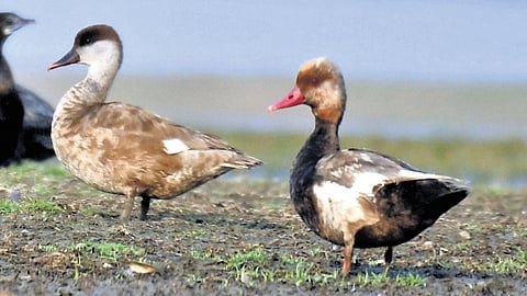 The Venkatraopeta cheruvu is known for hosting migratory birds, especially painted storks — locally called ‘Erra Kalla Konga’ — along with other species that arrive from Siberia and other parts of Europe.
