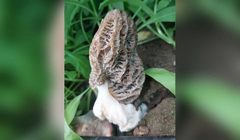 Sher-e-Kashmir University of Agricultural Sciences & Technology (SKUAST) Kashmir has successfully cultivated Gucchi mushrooms.