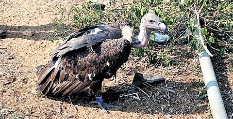 The vulture spotted in Moyar Valley in the Nilgiris district.