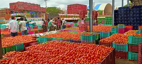 Tomato arrivals in Madanapalle tomato market.