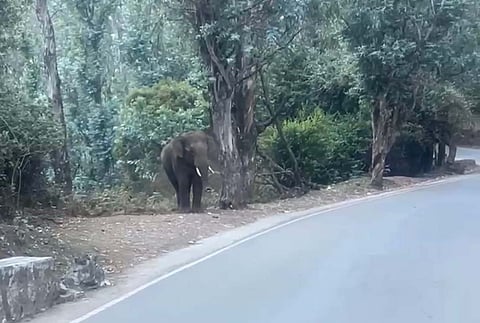 A wild elephant standing near Doddabetta on Saturday evening.