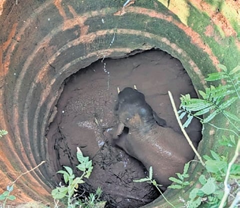 The tusker had fallen into the open dry well near Peraja in Dakshina Kannada.