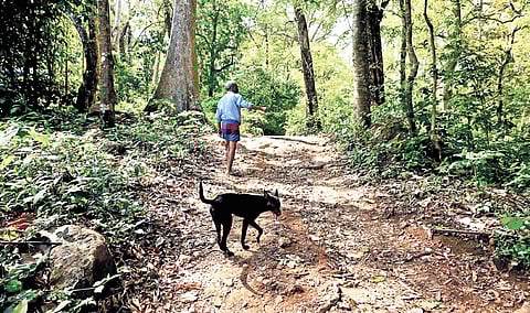 A rugged road to a tribal settlement at Kombukuthi.