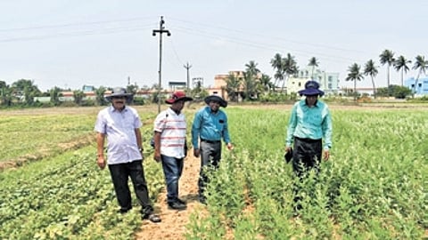 A team from OSSC & ICRISAT inspecting pulses on trial plots in Pipli, Puri.