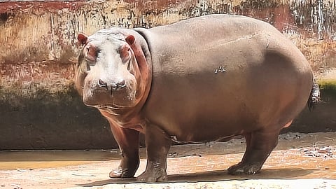 A 12-year-old female hippopotamus named Hamsini died at the Tiger and Lion Safari at Tyavarekoppa near Shivamogga on Tuesday.