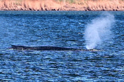 A stranded whale blows water as it got stuck on a sand bank in Kirchdorf on the island of Poel, Germany, Thursday, April 9, 2026.