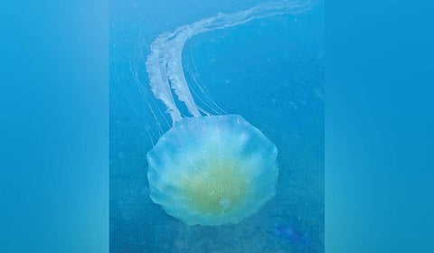 Tentacles of some of the jellyfish are more than two metres long, increasing the risk of contact.