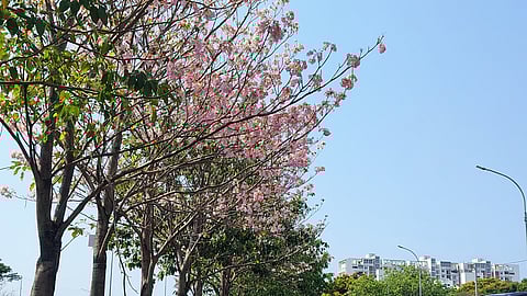 When Chennai paused for the pink poo