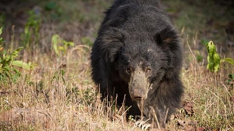 A farmer was seriously injured when he was attacked by a sloth bear while he was on his way to his agricultural field in a village in the district.