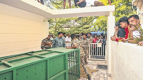 Forest department personnel rescue a leopard that strayed into a house in Siddhartha Layout near Chamundi Hills, in Mysuru, Karnataka, Friday, April 17, 2026.