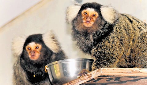 Exotic animals are presently housed in temporary cages at Nocturnal Animal House in Sri Venkateswara Zoological Park in Tirupati