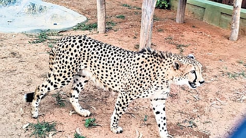 A photo shared by Forest Minister Eshwar B Khandre on his X account