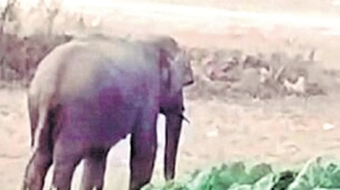 Wild elephant seen moving
around at Shivaji Nagar area
in Khanapur on Sunday | Express