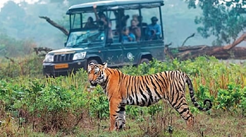 Of the 92.5-km stretch between Mysuru and Bavali, 63.6 km is outside the NTR and 28.9 km is inside it.