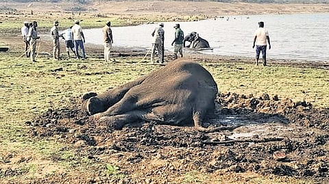 The incident occurred in the Hanur buffer zone of the Male Mahadeshwara Wildlife Sanctuary