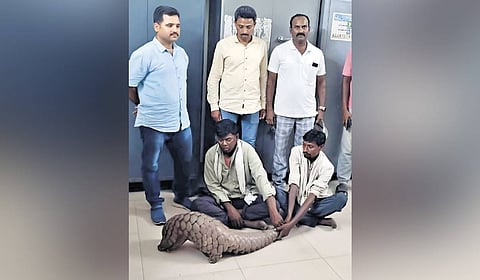 Forest officials in Kumuram Bheem Asifabad district arrested two persons and seized a live pangolin from Powarguda village in Jainoor mandal