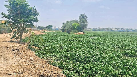 The Yele Mallappa Shetty Lake covered in water hyacinth, which is a bio-indicator for polluted water and indicates presence of heavy metal and organic pollutants