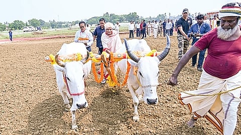 CM Mohan Charan Majhi performing ‘Akhi Muthi Anukula’ on the occasion of Akshaya Tritiya, at CCRI Cuttack on Monday.
