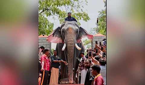 Thrikkadavoor Sivaraju is an elephant born in the Western Ghats and later offered to Thrikkadavoor temple.