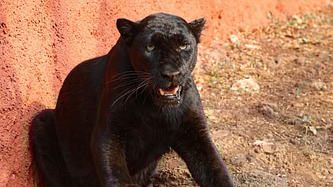A female Black Panther released into its enclosure in IGZP Visakhapatnam on Tuesday.