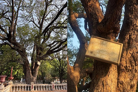 Historic Musi flood survival tree near Osmania General Hospital lies neglected in Hyderabad ;the board affixed to the trunk remains illegible