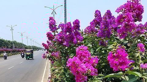 The Amaravati Development Corporation (ADC) has highlighted the blooming of Lagerstroemia flowers along the Seed Axis Road.