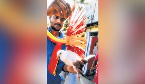 A TVK cadre holding a painted dove during actor-politician Vijay’s campaign in Tiruchy