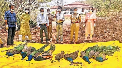 Samples were sent to Bengaluru to ascertain the cause of death