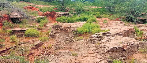 The scientists from the Zoological Survey of India collected 104 fossil specimens from the Panaiyur site in Thoothukudi